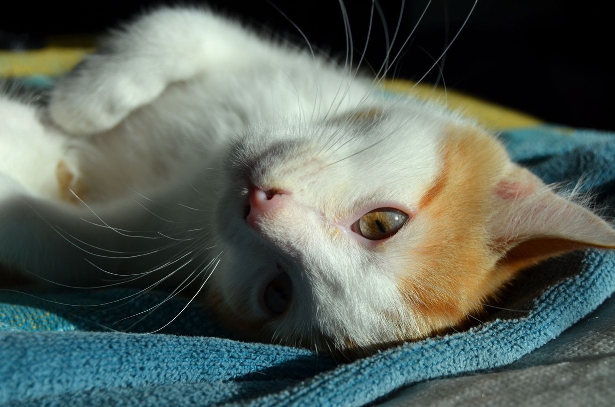 Maxfields Blogg: Lilla katten Tintin